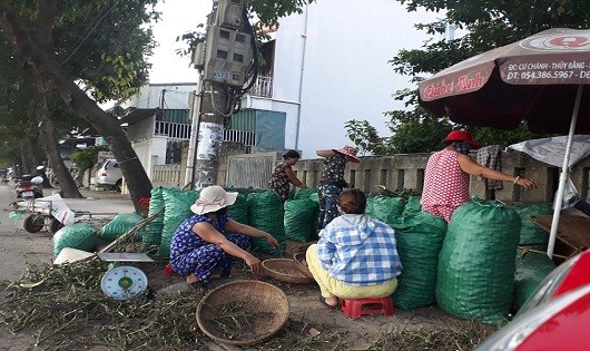 Hàng tấn cau non được thương lái mua về