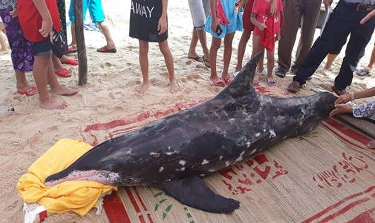 Cá heo nặng hơn 150 kg trôi dạt vào bờ biển TT- Huế