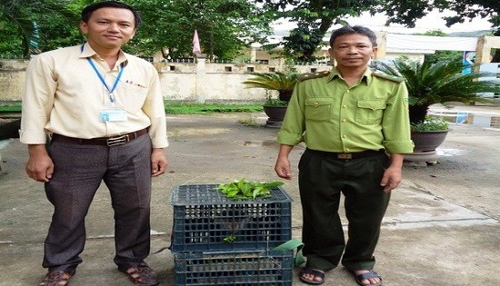 Trung tâm cứu hộ, bảo tồn và phát triển sinh vật Vườn quốc gia Bạch Mã tiếp nhận cá thể Vọoc