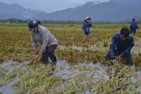 Nhiều diện tích lúa bị đổ ngã, người dân phải gặt tay