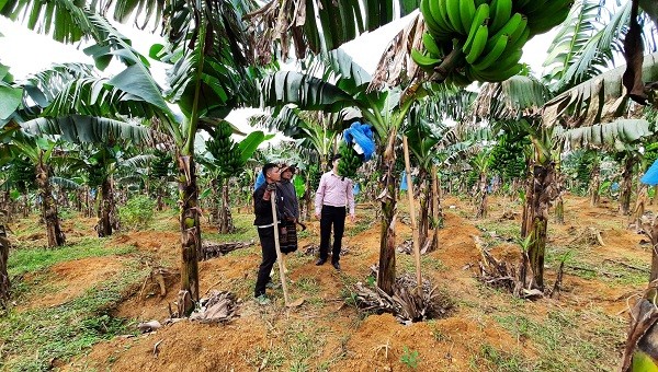 Nhờ nguồn vốn tín dụng chính sách xã hội, đến nay, ông Nguyễn Hải Teo (trú tại thôn Pi Ây 2, xã Quảng Nhâm) đã đầu tư trồng hàng trăm gốc chuối Già lùn và nuôi bò sinh sản ổn định kinh tế gia đình.