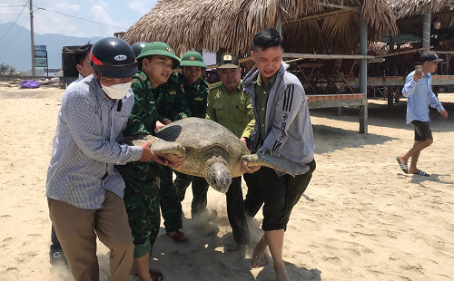 Các cơ quan chức năng và ngư dân tiến hành thả cá thể vích về môi trường biển ở thị trấn Lăng Cô.