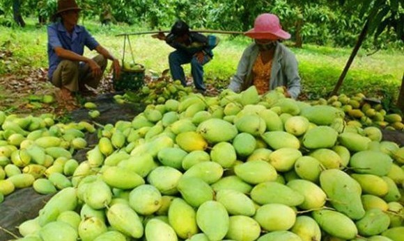 Thu hoạch xoài ở Đồng Tháp