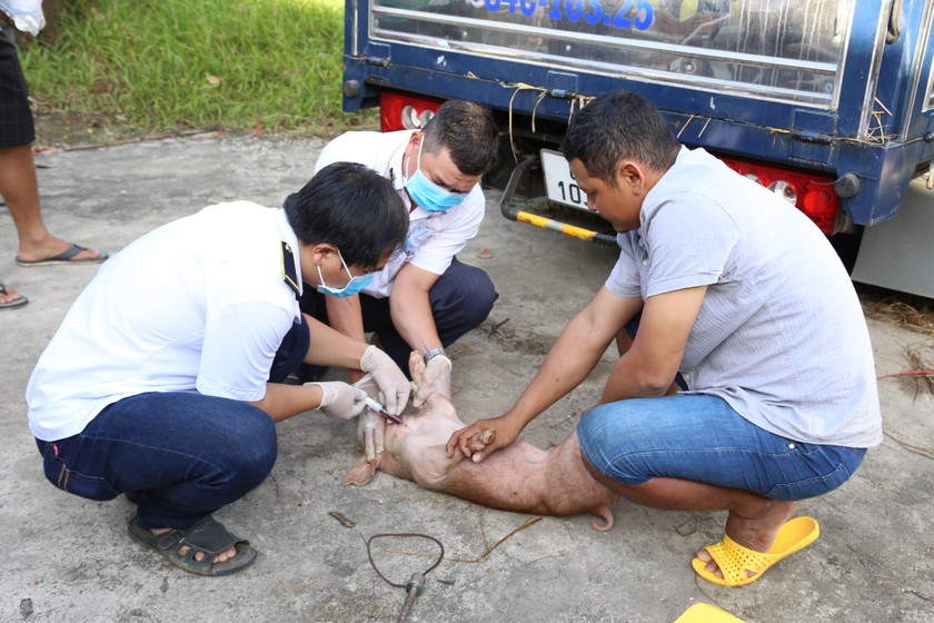 Lực lượng chức năng đang tiến hành lấy mẫu xét nghiệm dịch tả heo Châu Phi. Ảnh: Anh Tuấn