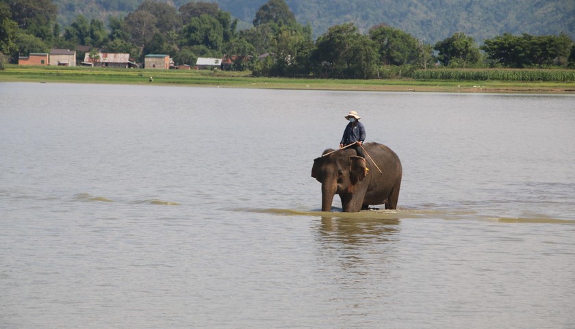 Đa số voi nhà ở Đắk Lắk đang được khai thác làm du lịch.