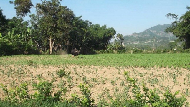 Cá thể bò rừng xuất hiện tại Đại Lộc