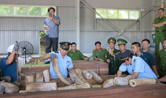 Bắt giữ hàng chục tấn ngà voi từ châu Phi về Cảng Đà Nẵng