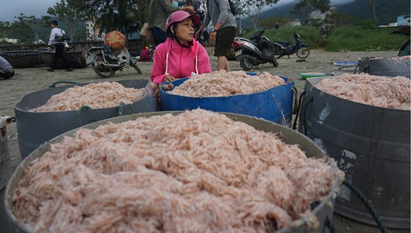 Ngư dân trúng mùa ruốc biển.