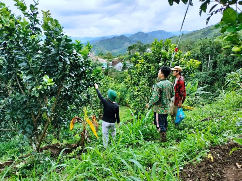 Nông dân liên kết phát triển mô hình trồng dứa, mít, chuối mốc, bưởi da xanh, mắc ca.