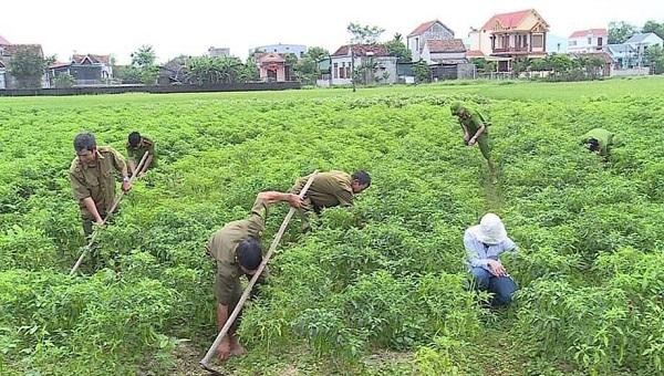 Ngoài chức năng nhiệm vụ, Công an xã Quảng Lộc còn giúp Nhân dân chăm sóc hoa màu