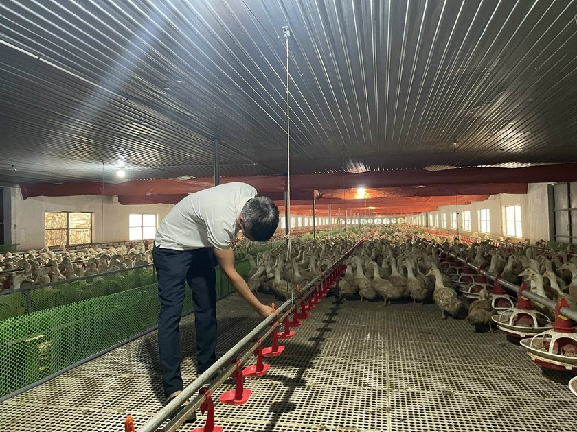 Vịt nuôi trên sàn lưới, được hoạt động cơ bắp nhiều hơn nên chất lượng thịt thơm, chắc, tỷ lệ thịt đùi và ức cao, được thị trường ưa chuộng.