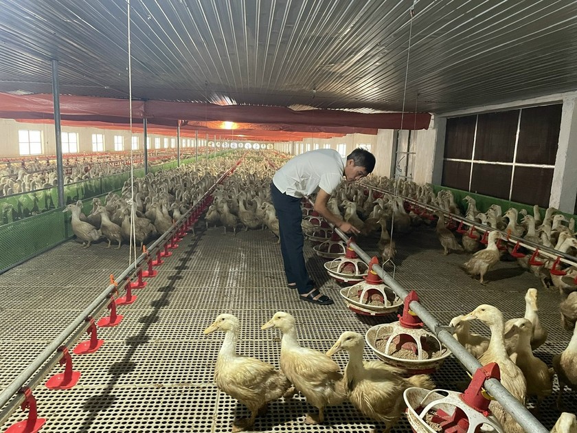 Ưu điểm là nuôi trên sàn trong chuồng kín có kiểm soát nhiệt độ, độ ẩm; vì thế không bị ảnh hưởng bởi yếu tố thời tiết và kiểm soát dịch bệnh tốt hơn so với nuôi truyền thống.