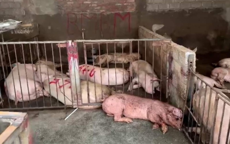 Phát hiện hơn 4 tấn lợn nhiễm bệnh tại cơ sở giết mổ trái phép