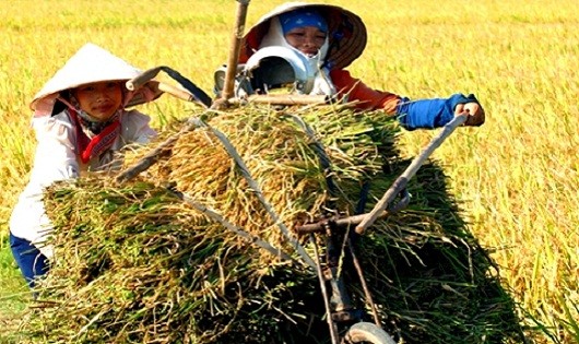 Người nông dân làm ra hạt lúa chưa được hưởng lợi từ những chính sách lớn của ngành.