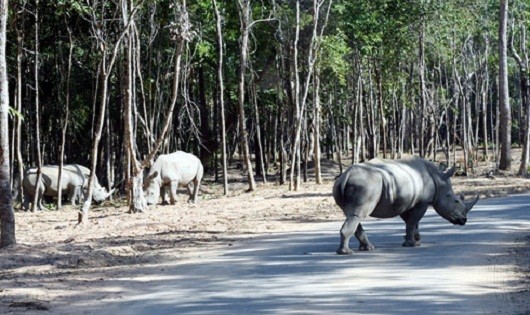 Không có chuyện hàng ngàn động vật chết tại Vinpearl Safari