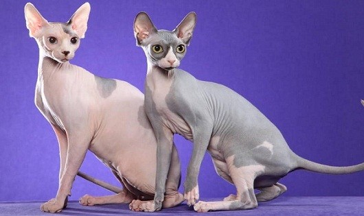 Hình ảnh rõ nét về giống mèo Sphynx – mèo không lông.