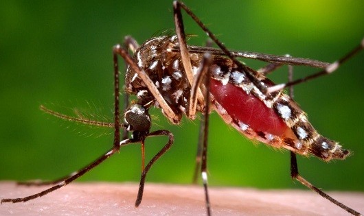 Muỗi  Aedes Aegypti là tác nhân gây lây lan virus Zika từ người sang người.