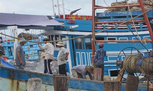 Vẫn ung dung vươn khơi bám biển