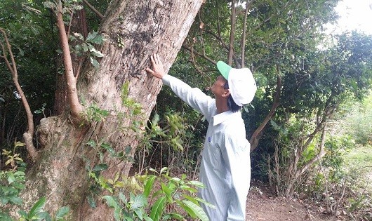 Bô lão của làng bên tấm hương ước bảo vệ rừng.