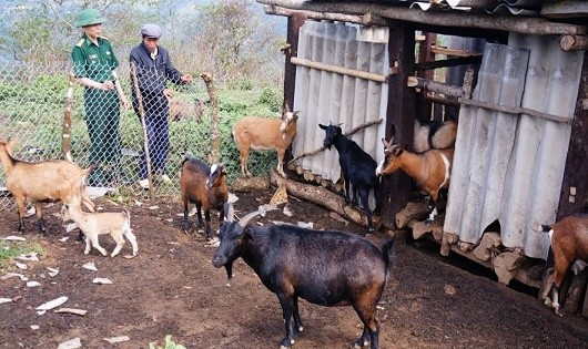 Đại úy Trần Văn San, Chính trị viên phó Đồn cùng ông Phàn Sần Khìn kiểm tra chuồng trại nuôi dê