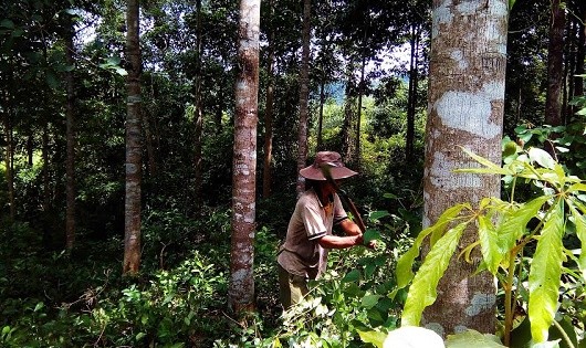 Ra Ơi ngày ngày vẫn cần mẫn chăm sóc, không ngừng nhân rộng rừng cây của mình.