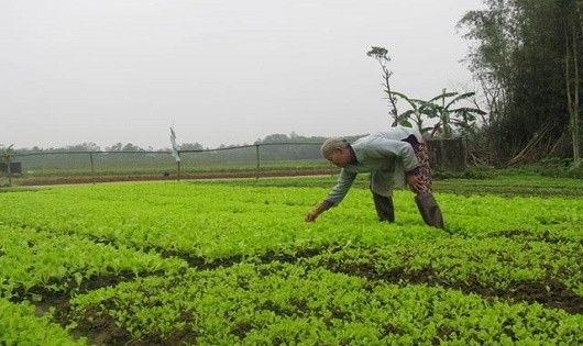 Quảng Trị:  Nông dân  xứ rau màu tất bật “chạy Tết”