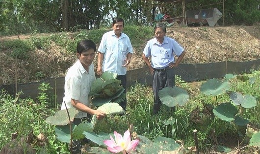 Đặc sản trà lá sen ở xứ sở sen hồng