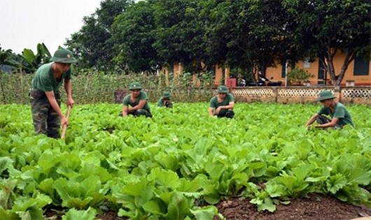 Bộ đội Tiểu đoàn 1, Lữ đoàn 406 chăm sóc vườn rau xanh.