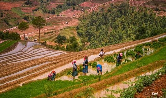 Khau Phạ mùa nước đổ