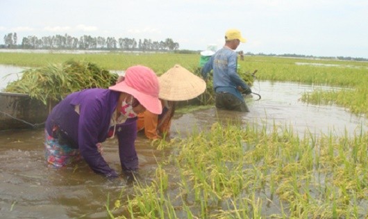 Ảnh minh họa