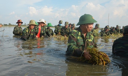 Đại tá Nguyễn Văn Quan - Chính ủy BĐBP tỉnh Long An dầm mình gặt lúa giúp dân.