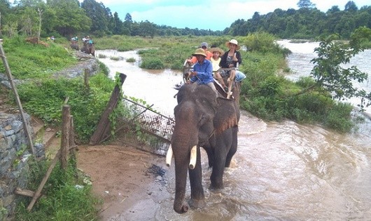 Voi nhà đang bị khai thác quá mức.