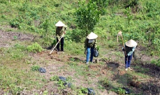 Cộng đồng dân cư đã quản lý, bảo vệ có hiệu quả trên 1,12 triệu ha rừng. Ảnh minh họa.