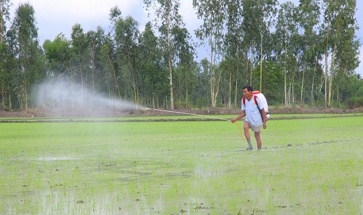 Nhiều địa phương khó tìm lao động làm thuê trong sản xuất nông nghiệp.