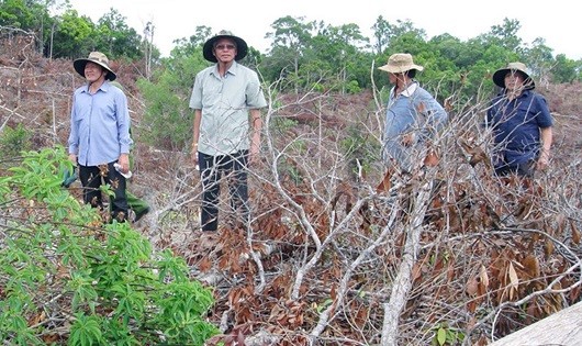 Cơ quan chức năng kiểm tra thực địa vụ phá rừng ở huyện Đồng Xuân.