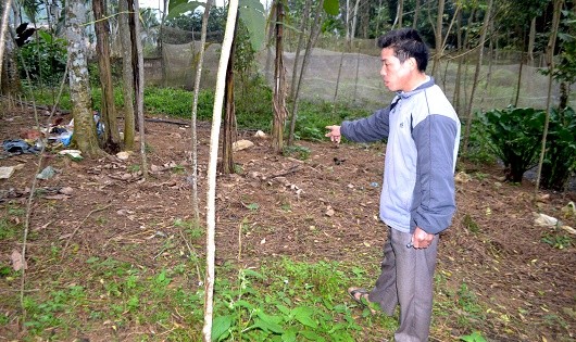 Ông Thương cho biết, trước khi hạt dổi bung hoa, người dân phải phát quang trước mới dễ thu hoạch