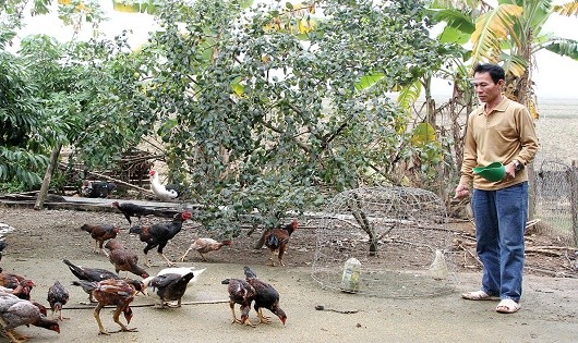 Ông Bình làm lại cuộc đời, chăm sóc đàn gà chọi, nuôi cá, trồng cây ăn quả...