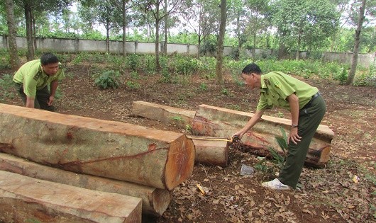 Một vụ phá rừng mới được phát hiện tại Đắk Lắk.