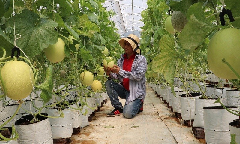 Khu nông nghiệp công nghệ cao theo mô hình khép kín trồng dưa lưới quanh năm tại Bình Phước.