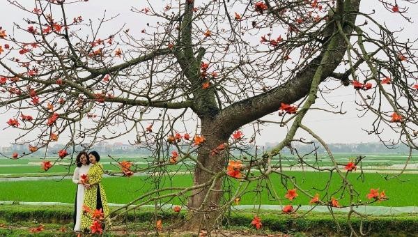 Bình yên mùa hoa gạo tháng 3