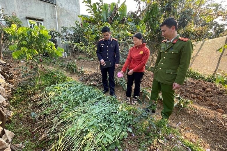 Cơ quan Công an phát hiện190 cây cần sa trồng trái phép. Ảnh: CACC