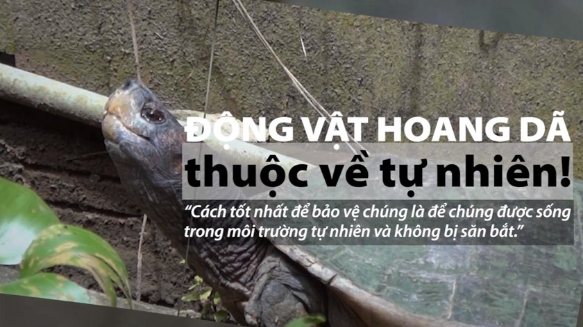 'Đầu nậu' cung cấp rùa để bán dạo vỉa hè sa lưới