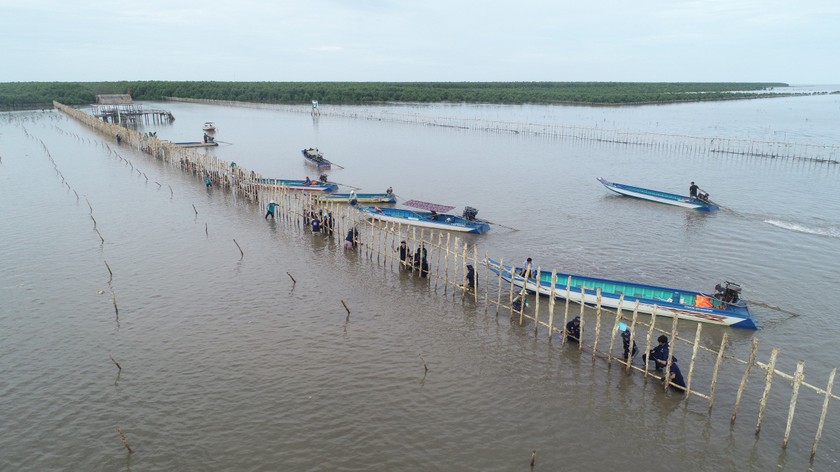 Khoanh nuôi xúc tiến tái sinh rừng ngập mặn tại Vườn quốc gia Mũi Cà Mau. (Ảnh: GAIA)