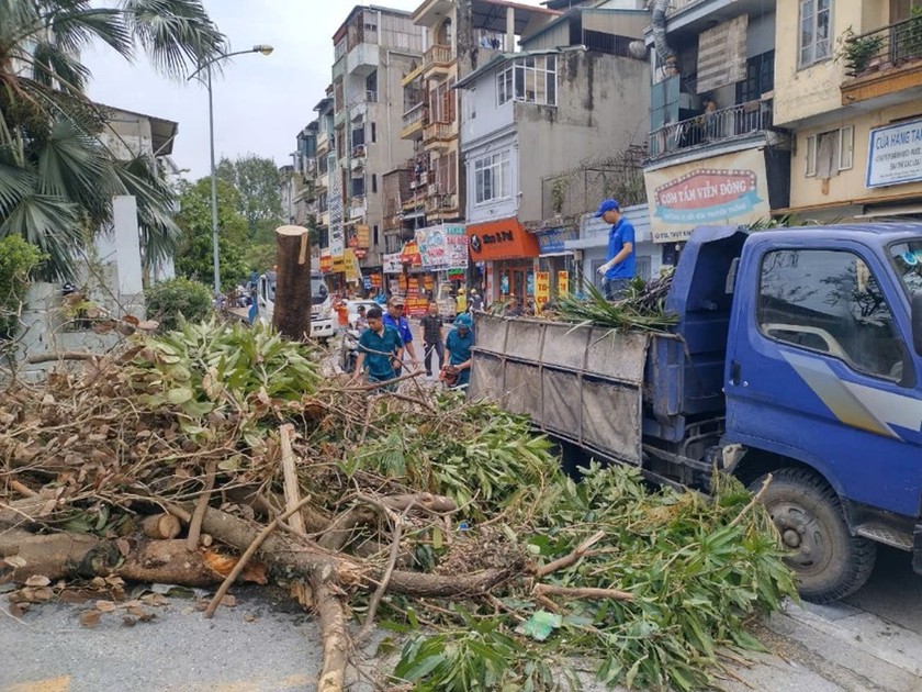 Đến nay, phường Thụy Khuê có 158 cây xanh bị gẫy, hè đường bị hỏng vì cây bật gốc. Ảnh T.N