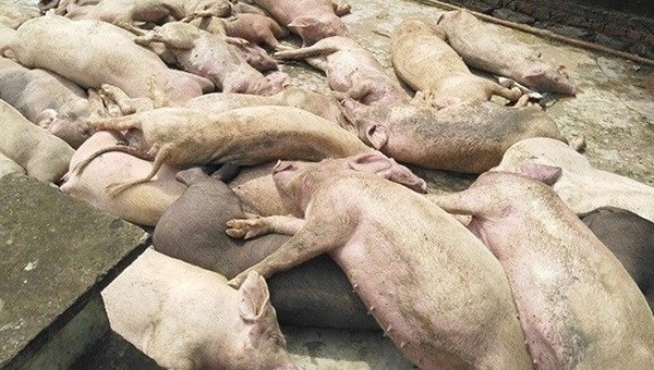 Dịch tả lợn châu Phi bùng phát ở huyện miền núi Nghệ An (ảnh tư liệu)