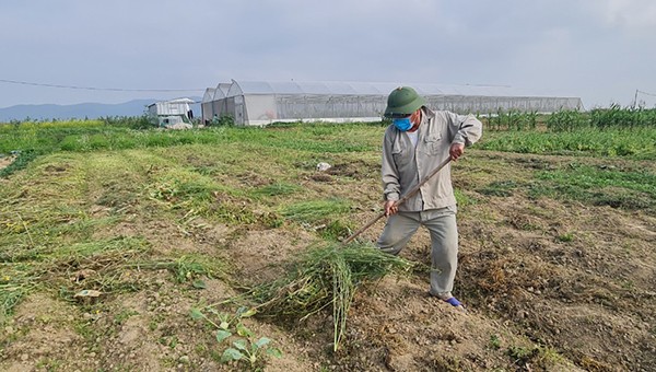 Giá rau quá rẻ khiến người dân chán nản, nhổ bỏ.