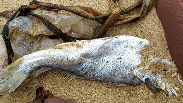 Đầu tháng 4/2021, dọc bờ biển đoạn qua xã Nghi Thiết xuất hiện cá chết không rõ nguyên nhân.