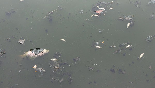 Các loại cá to, nhỏ nổi trên mặt hồ bốc mùi hôi thối.