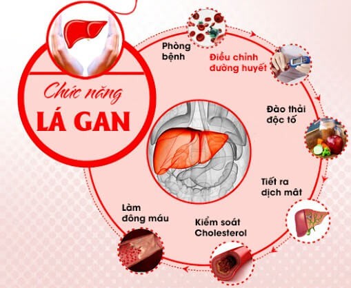 Gan đóng vai trò quan trọng trong việc vận hành cơ thể