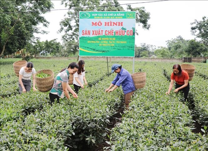 Những điều làm nên thương hiệu trà Thái Nguyên